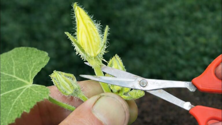 Niemand hätte gedacht… endlose Kürbisse mit nur einem geheimen Zaubertrick!