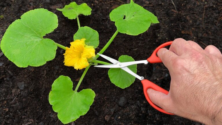 Niemand hätte gedacht… Dein Frühlingsertrag explodiert mit diesem simplen Trick!