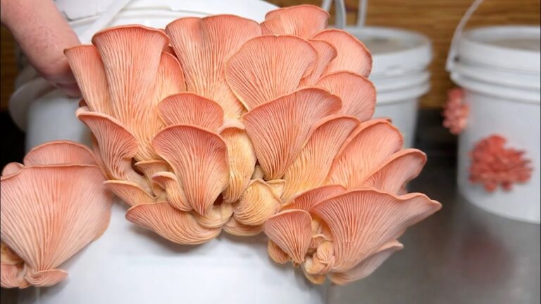 Niemand hätte geglaubt… unendliche Pilze mit einem einfachen Eimer wachsen!